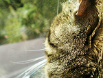 Fotoblog acherontia