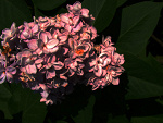 Fotoblog misiaphotography