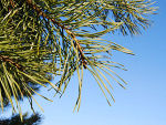 Fotoblog rumine