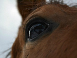 Fotoblog koniszcza