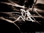 Fotoblog zfoto