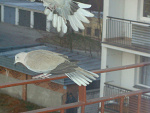 Fotoblog hanullka