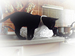 Fotoblog fotozabawy