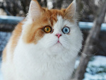Fotoblog whitelittlebear