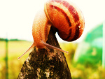 Fotoblog omegax3