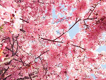 Fotoblog xdgangsterkaaxd