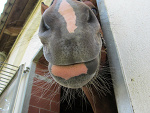 Fotoblog castano