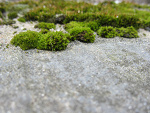 Fotoblog niewazned