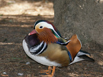 Fotoblog pentagramus