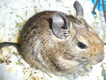 Fotoblog psowy