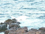 Fotoblog idzpowafle