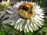 Fotoblog naturamakro