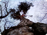 Fotoblog whitewom
