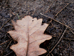Fotoblog krrejzi12
