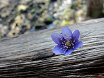 Fotoblog efqa