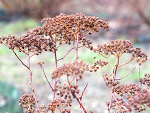 Fotoblog maperle