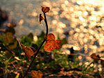 Fotoblog paczus6667