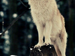 Fotoblog wiktoriiia99