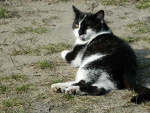 Fotoblog koteczek000512