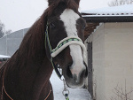 Fotoblog koniara991