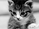 Fotoblog amelkaa12