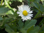 Fotoblog psiak394