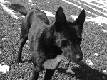 Fotoblog mili2244135