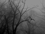 Fotoblog piesu