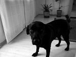 Fotoblog rudzielczyk