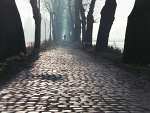 Fotoblog forestmist