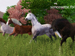 Fotoblog simcosette