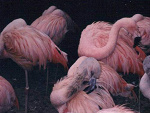 Fotoblog orgasmo