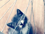 Fotoblog pecic211