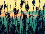 Fotoblog wikax99