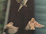 Fotoblog wowoo