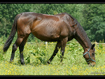 Fotoblog annapi