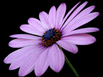 Fotoblog ekonomik10098