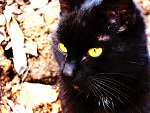 Fotoblog nestle2704