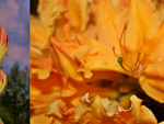 Fotoblog lazan1003
