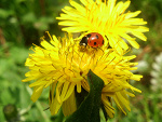 Fotoblog angelsmille