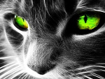 Fotoblog jestemtacomawsobiecos