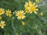 Fotoblog rastajaxphotography
