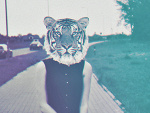 Fotoblog swagziiom
