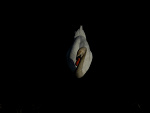 Fotoblog 10xxblackrosesxx