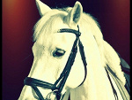Fotoblog nilus