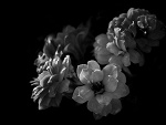 Fotoblog adriannasomerhalder