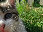 Fotoblog ornaca