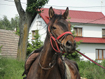 Fotoblog stajniaubohuna