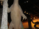 Fotoblog kinius22