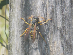 Fotoblog landrynkowoo